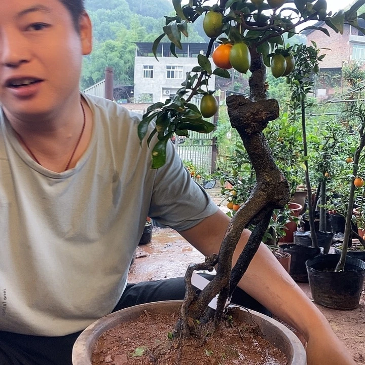 太***起完全开放金弹子盆景艺术作品