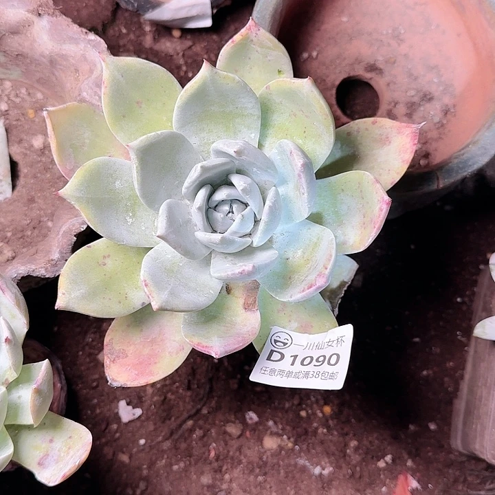 1090牡丹苹果叶多肉