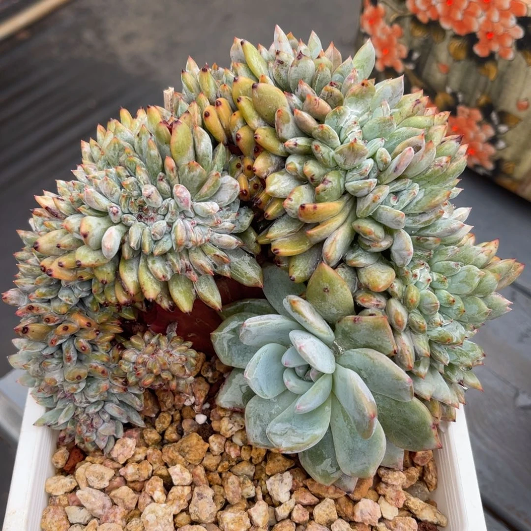 526-5精控星影缀化