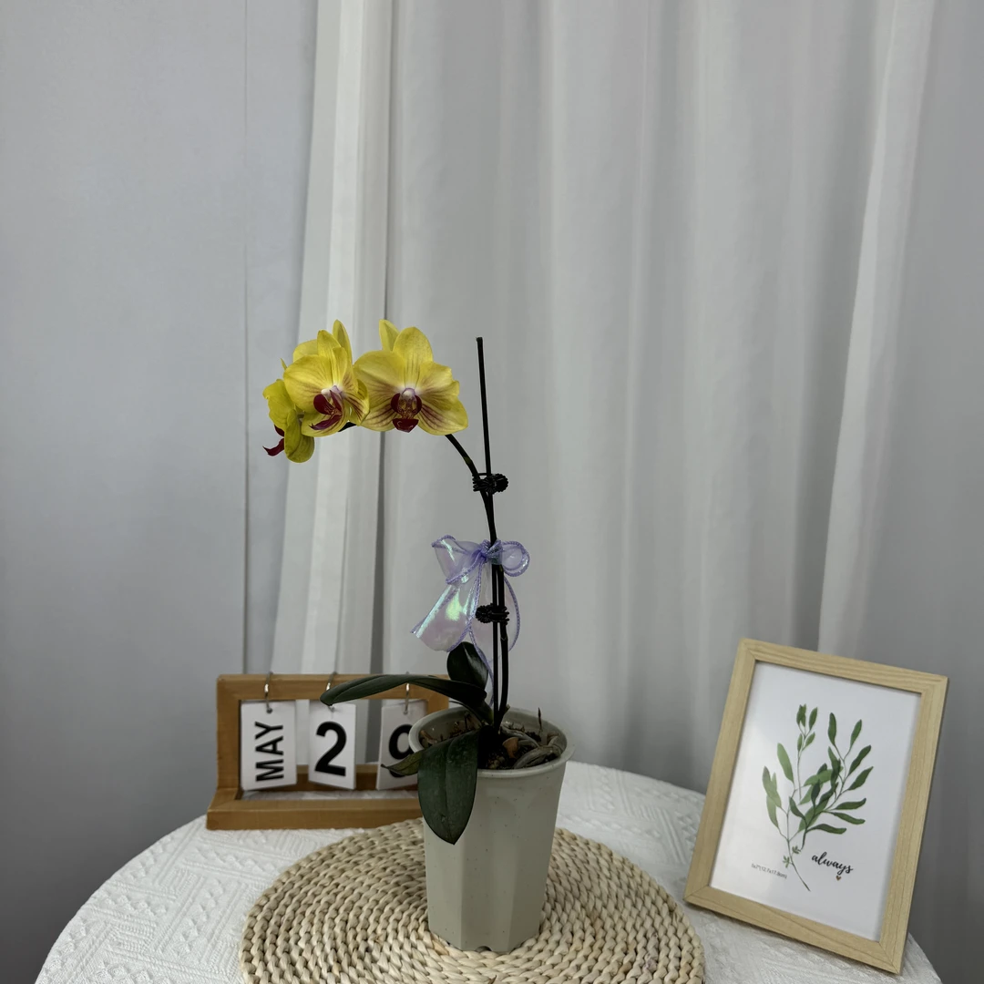 精品蝴蝶兰金公主