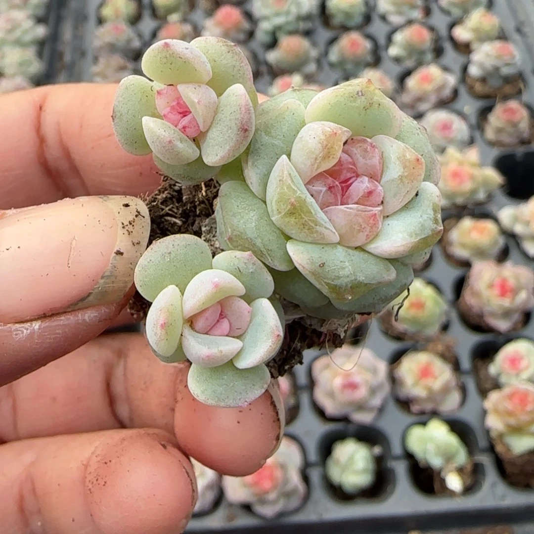 多肉小卡拉米糖心一物一拍