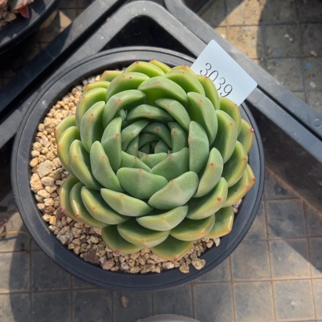 S****g3038r r d d d d