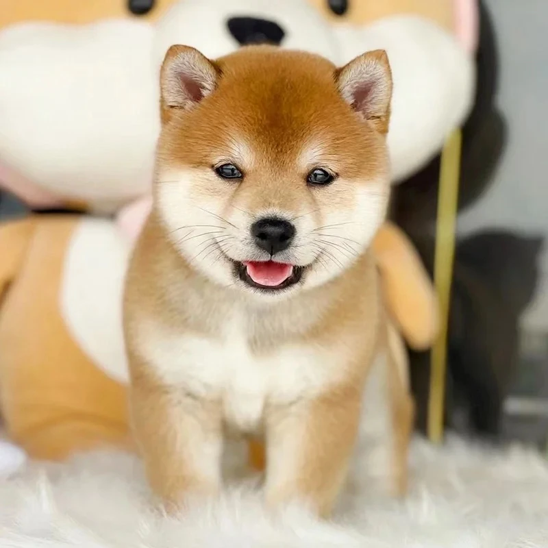 柴犬幼犬宠物黑色黄色白色柴犬可爱小狗