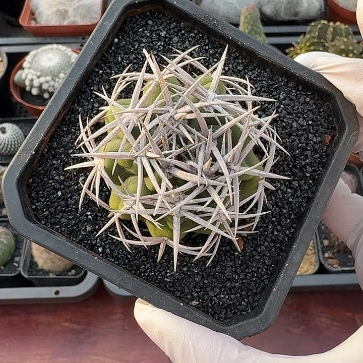 嘟*碧岩玉仙人球123