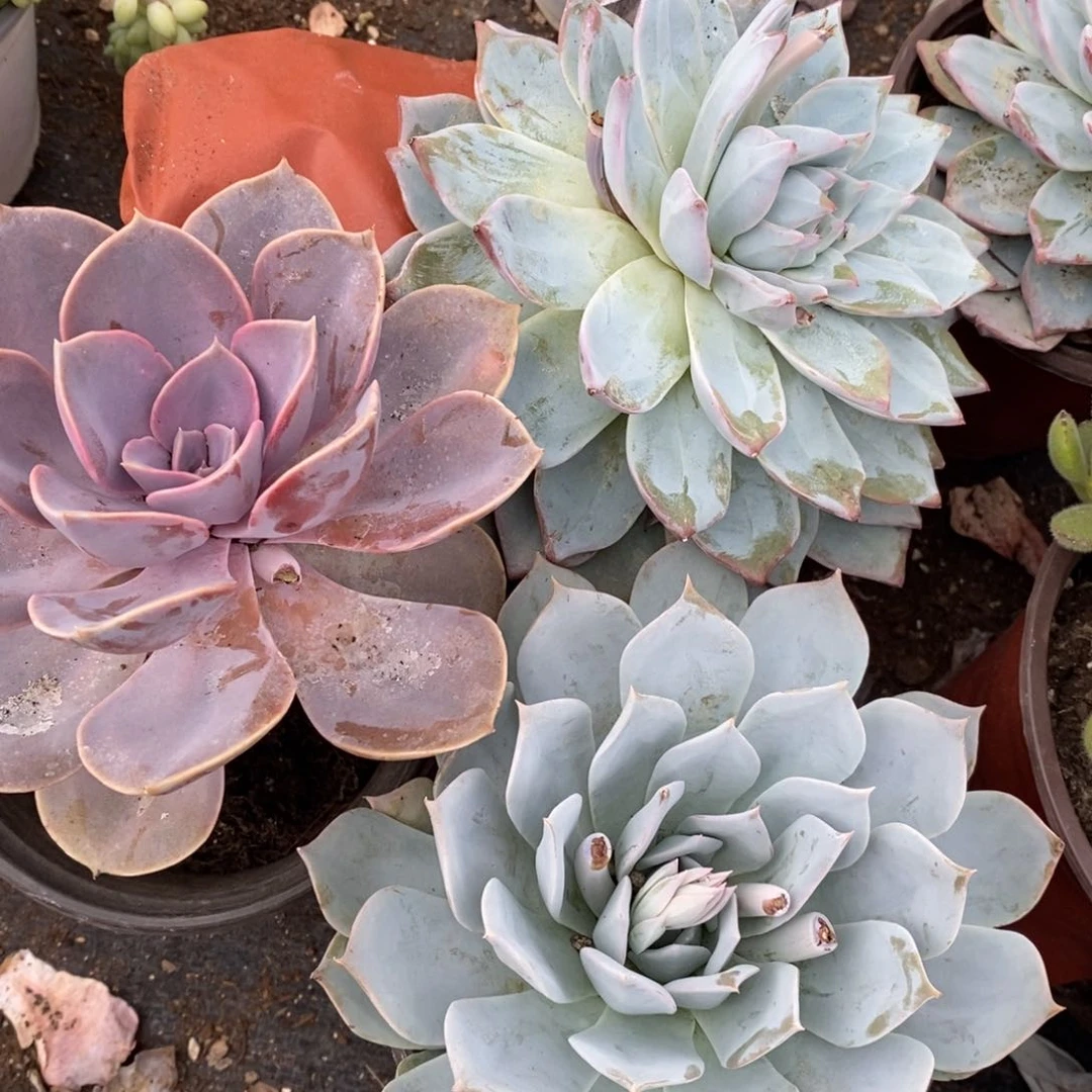 薄叶蓝鸟，粉蓝鸟，紫珍珠单头各一