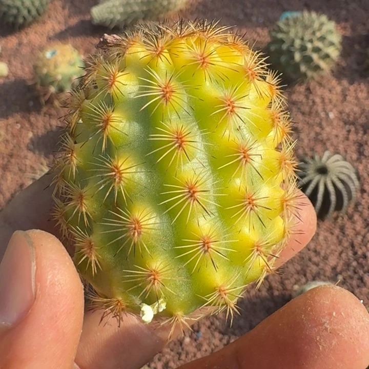 虾锦66666666666无根