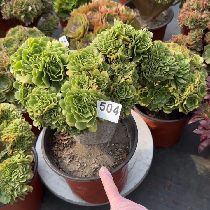 慕****多肉植物绿羊绒缀504