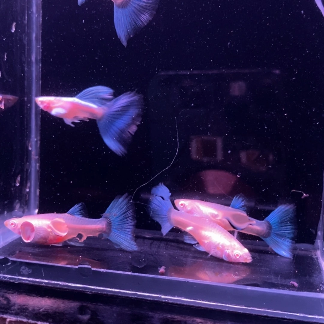 孤***单孔雀鱼蓝色飞船两对