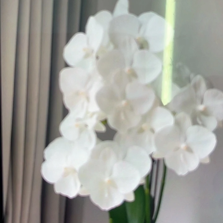 蝴蝶兰白天鹅3.0成熟杯