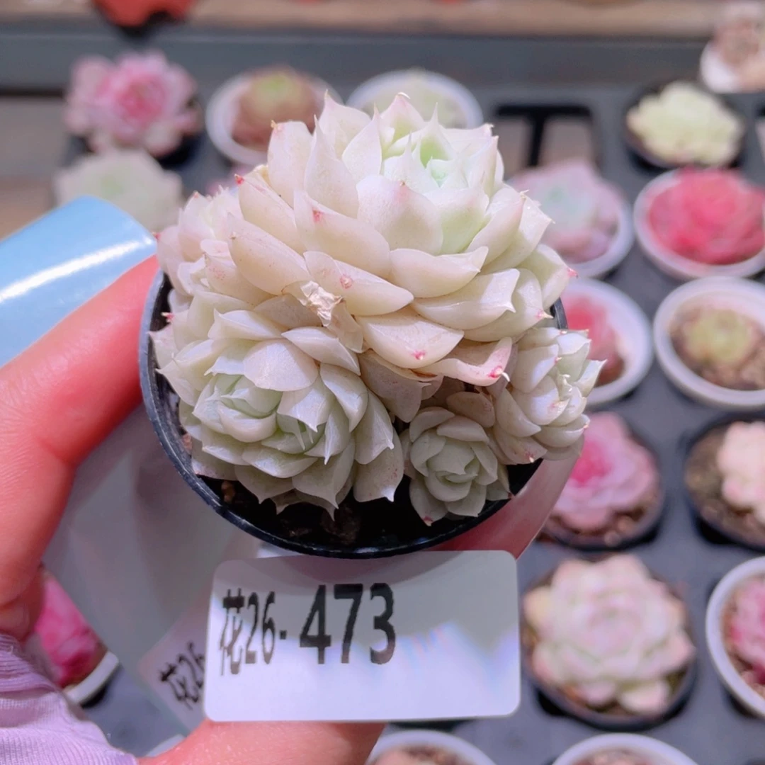 花利美26-473新品