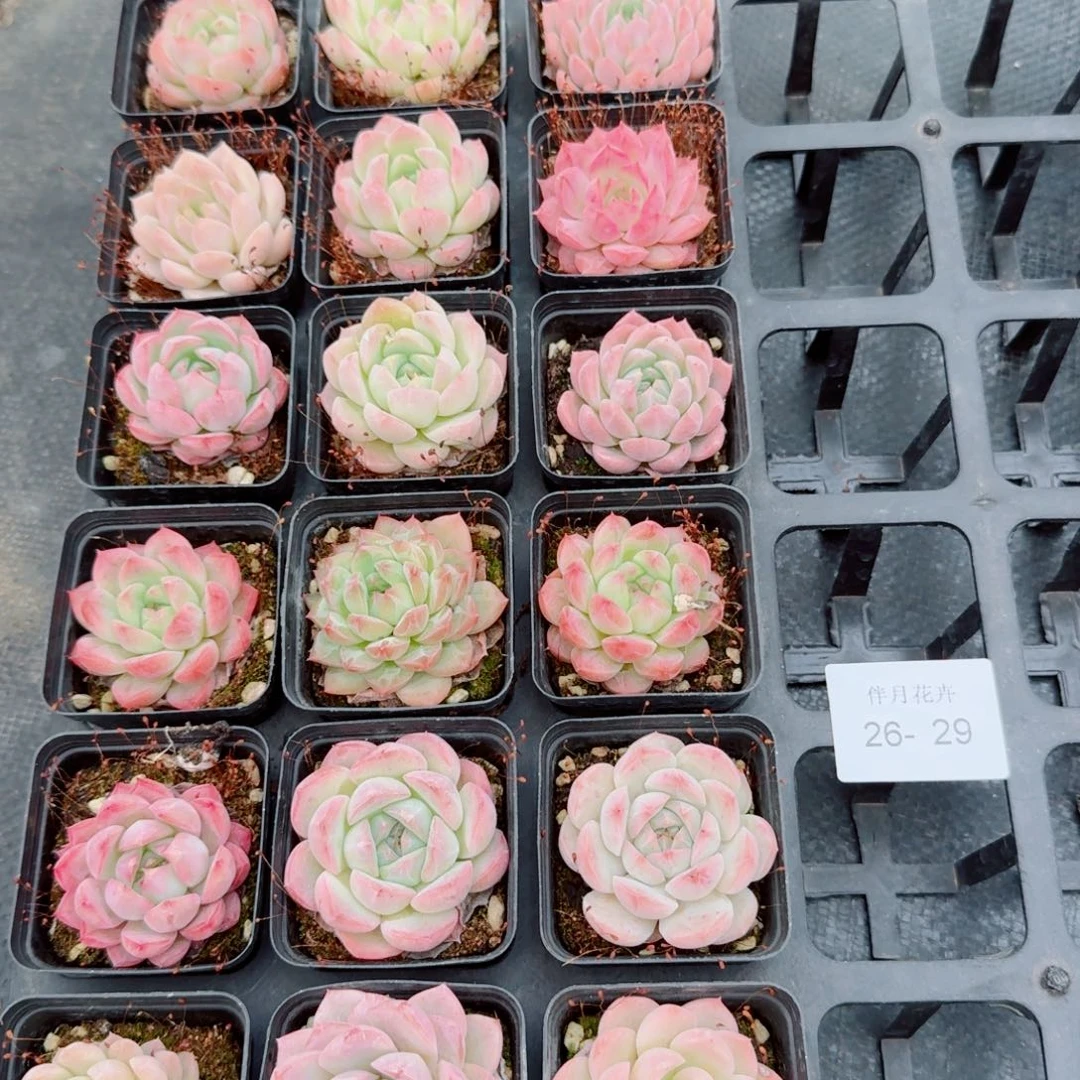 美尼糖心十八颗量拍26-29