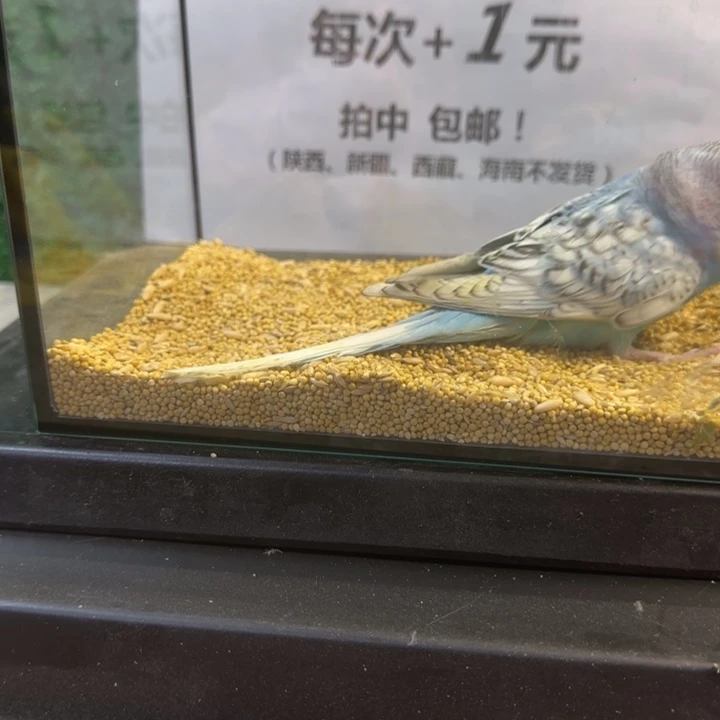 虎皮鹦鹉大头虎皮鹦鹉