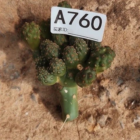 760足球清棚特价啦球