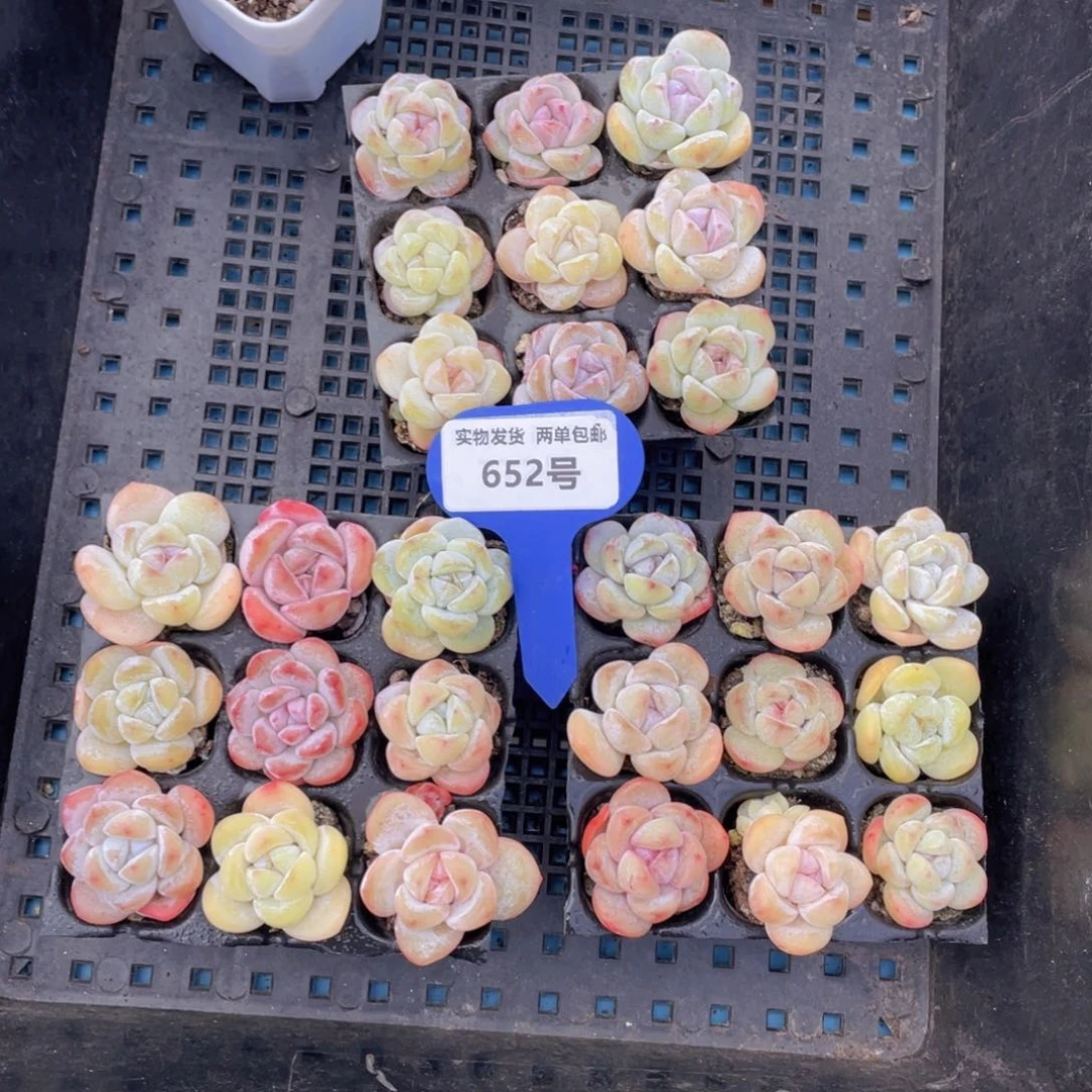 652号果冻小白兔组合9个