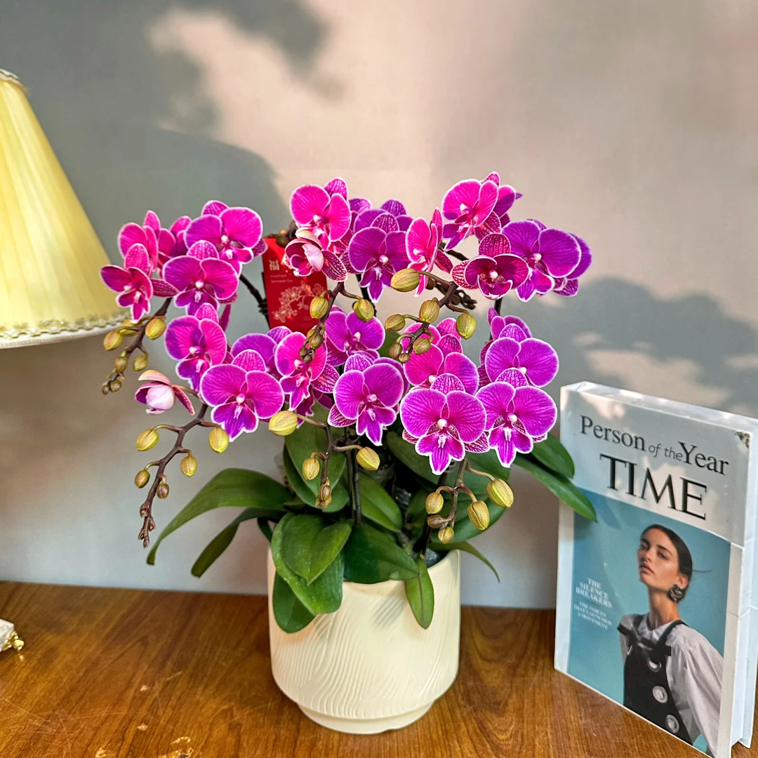 蝴蝶兰【小红豆】紫红色 爆花量 轻奢组盆 鲜花室内盆栽送礼高端