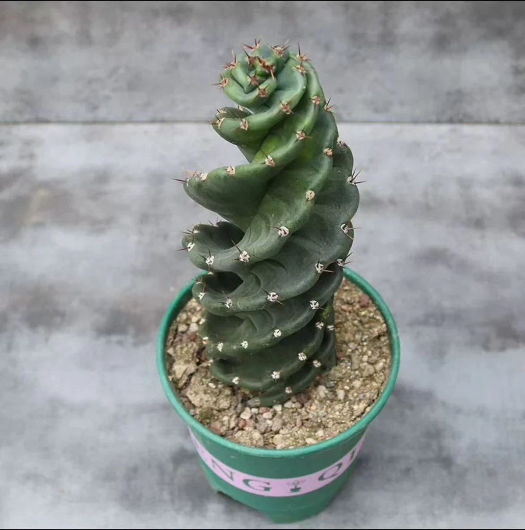 【带根】龙卷风 高15-25cm