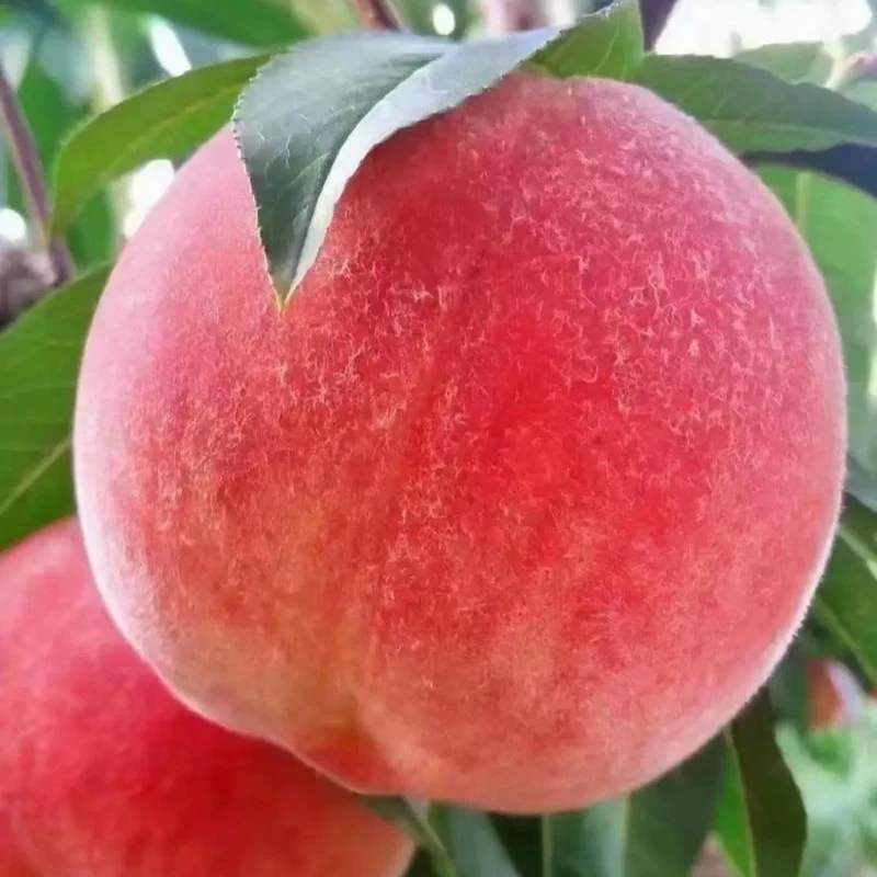 水蜜桃树苗南北方种植