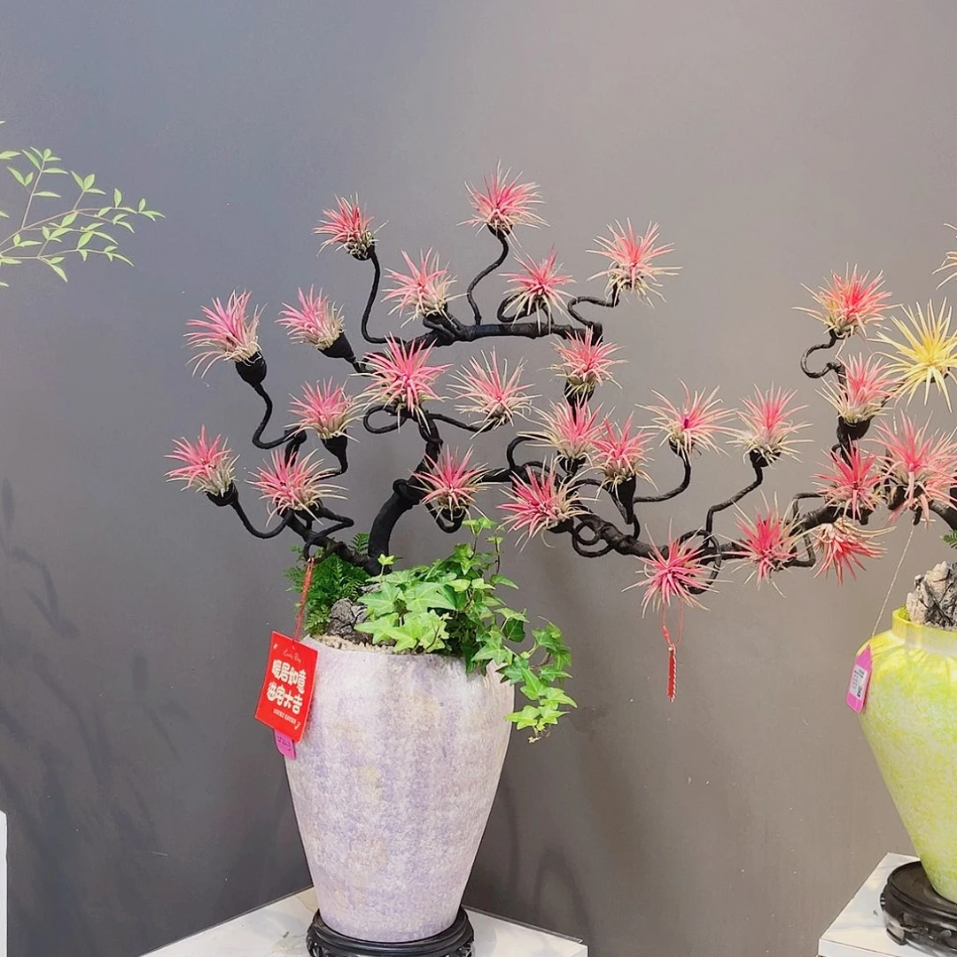 道***无花朵高端盆景一物一拍