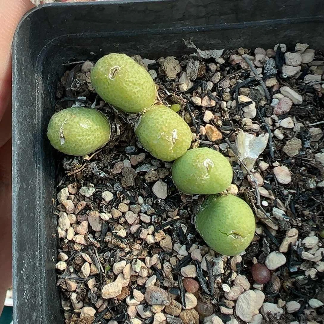 072玉米带盆土发货