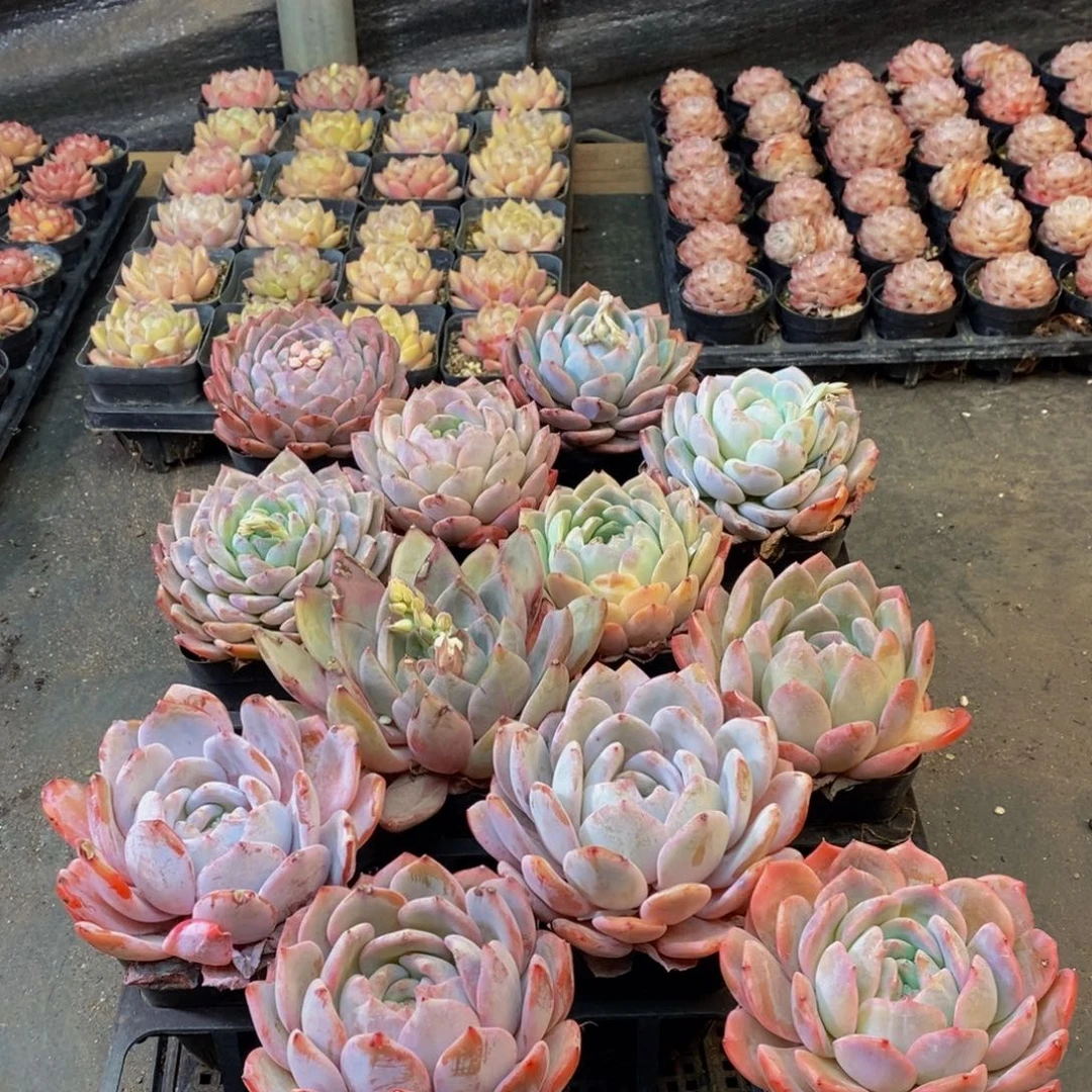 251等他回来了，我在这里