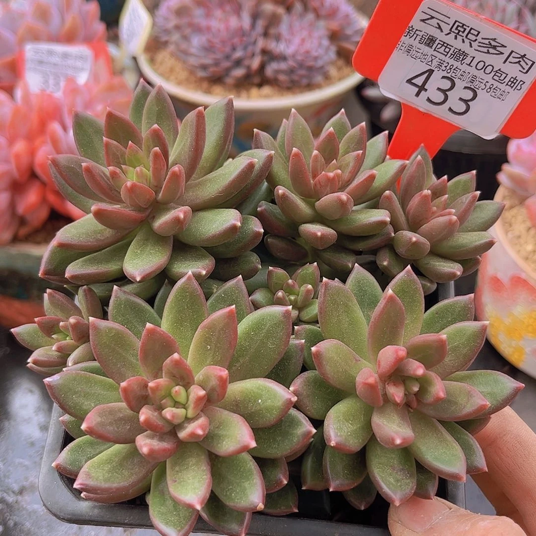 433柏拉图多肉植物