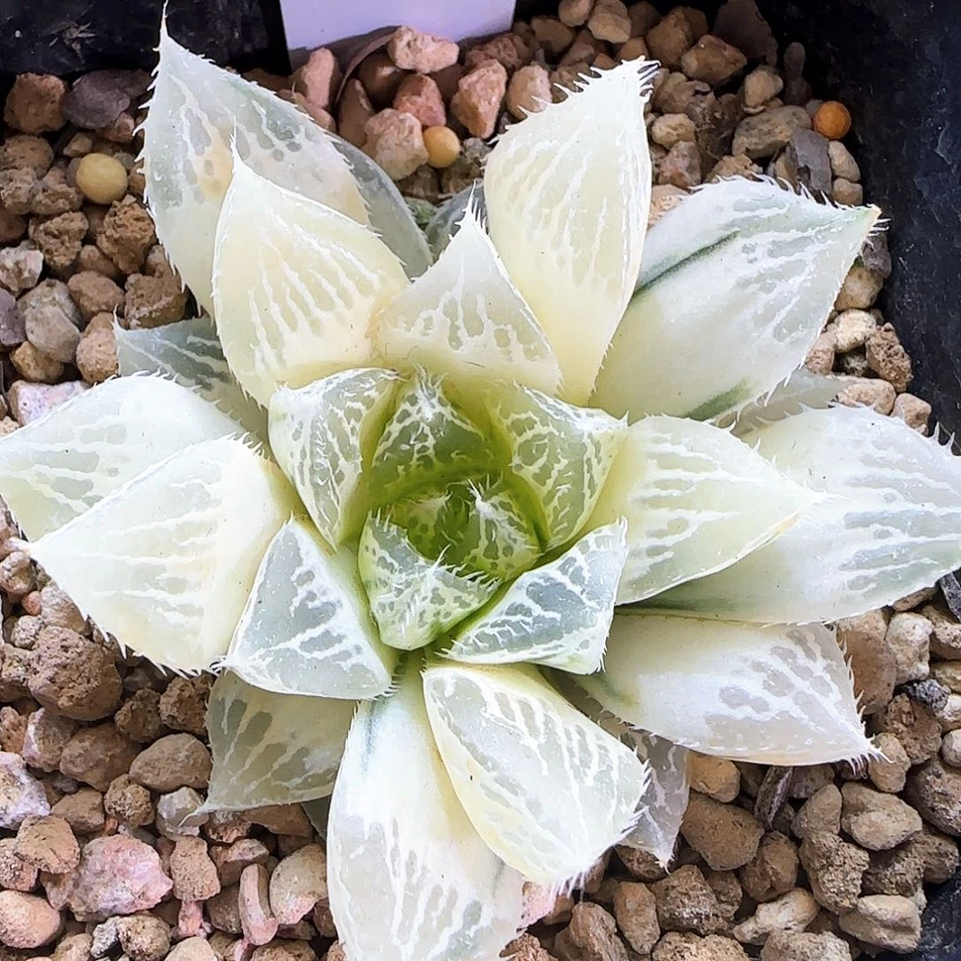 283号糊斑宝莲灯一物一拍带盆土