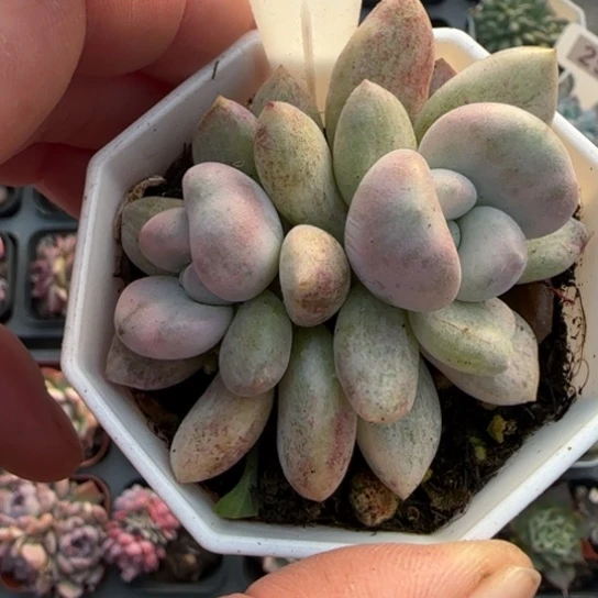 251奥普锦多肉植物多