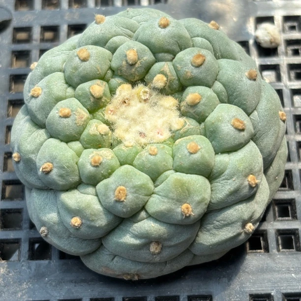 仙人球 有根点 一物一拍 DP 40