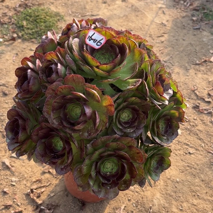 16116黑膜多肉植物