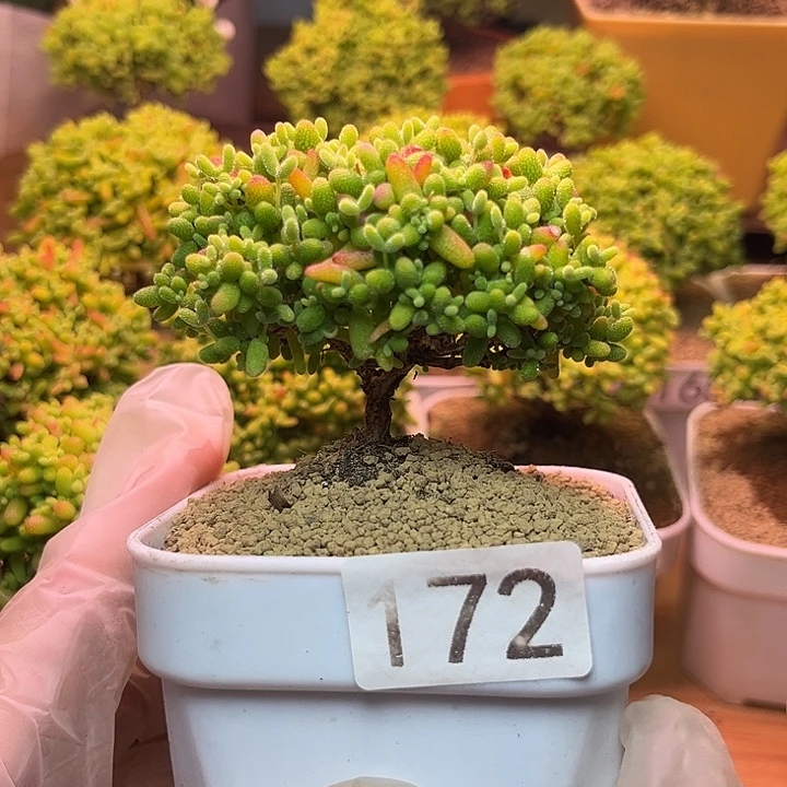 无花朵172蜜桔糖球