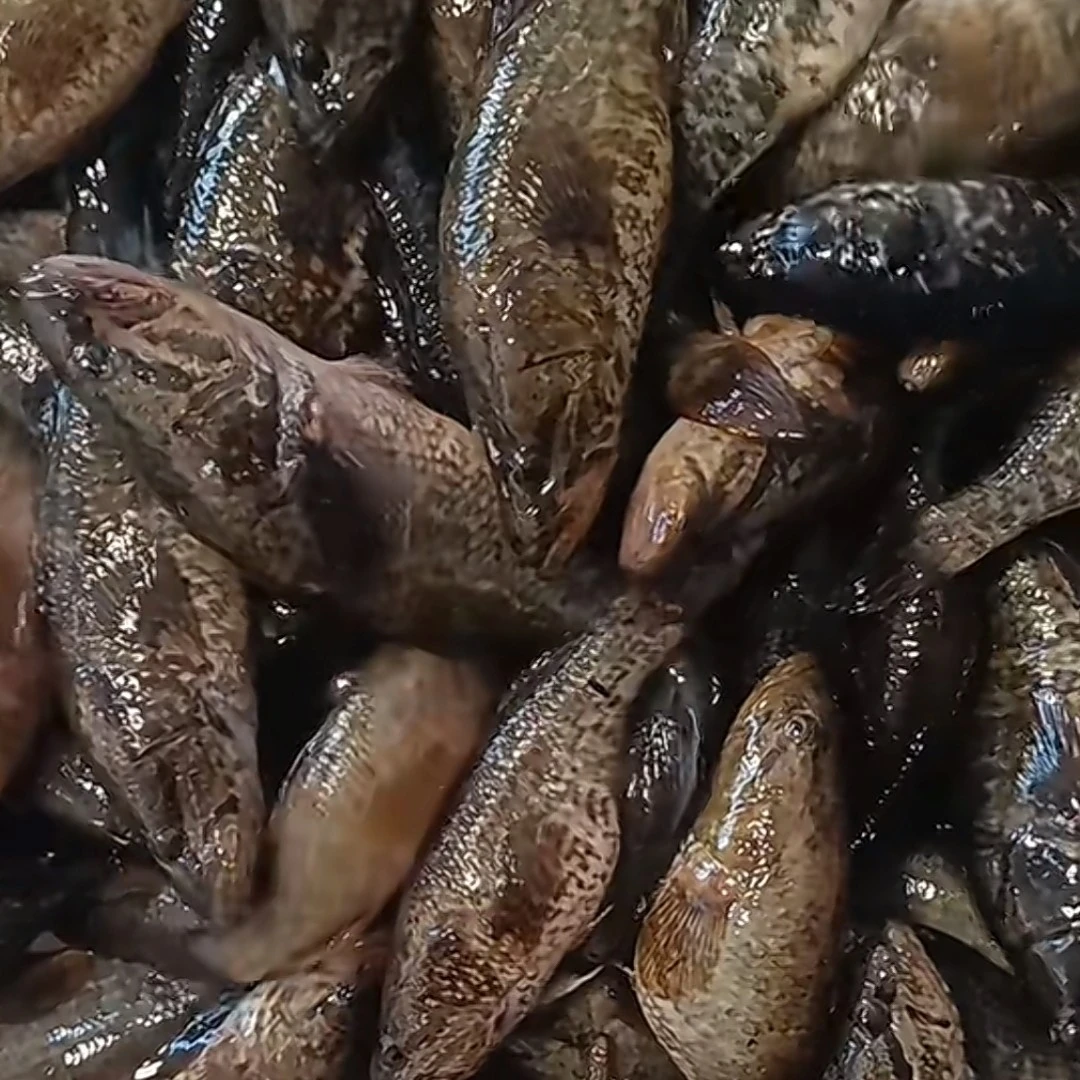 东北老头鱼一斤10条左右 冷冻发货 可能有还阳虫介意勿拍京东生鲜