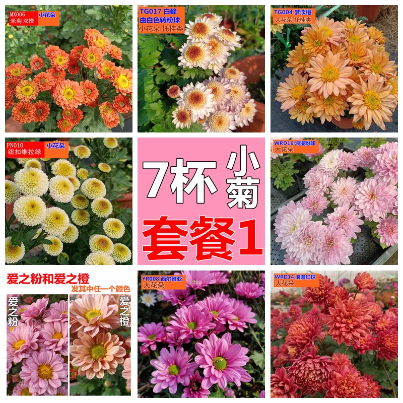 7杯中苗小菊套餐（非自选品种）原盆发货 切菊千头天赞小花大花重瓣