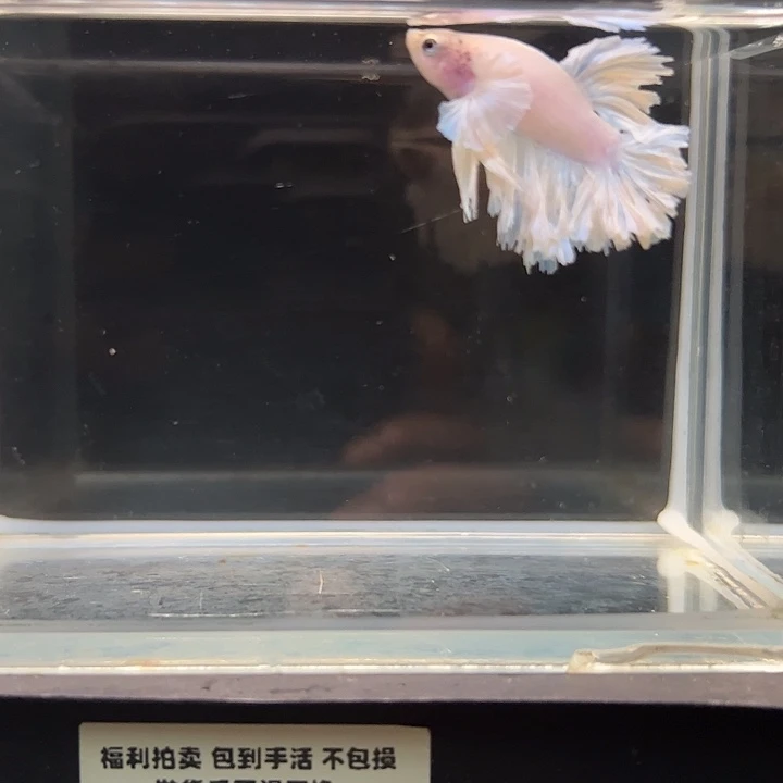 斗鱼别致斗鱼0003