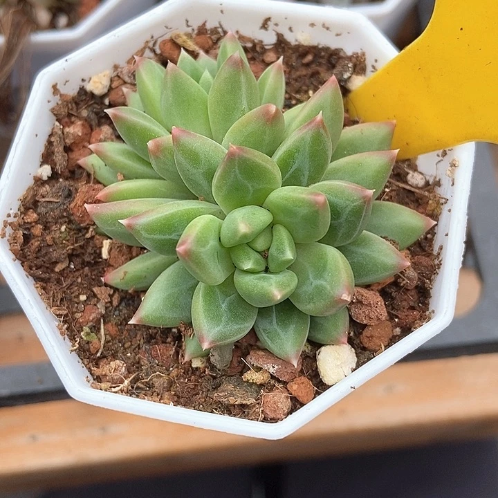 楠**园多肉植物1099多肉