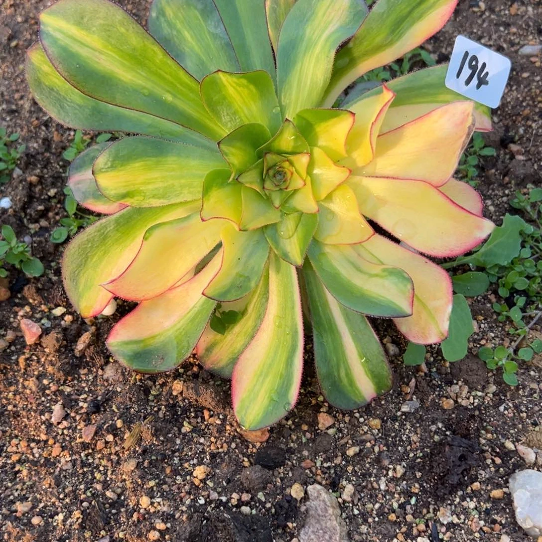 194巫毒七彩多肉