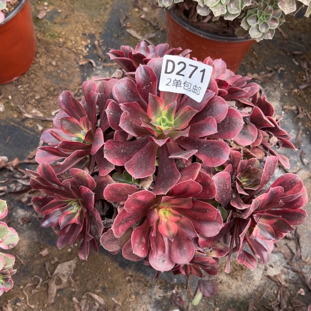 271多肉   美杜莎不包断头