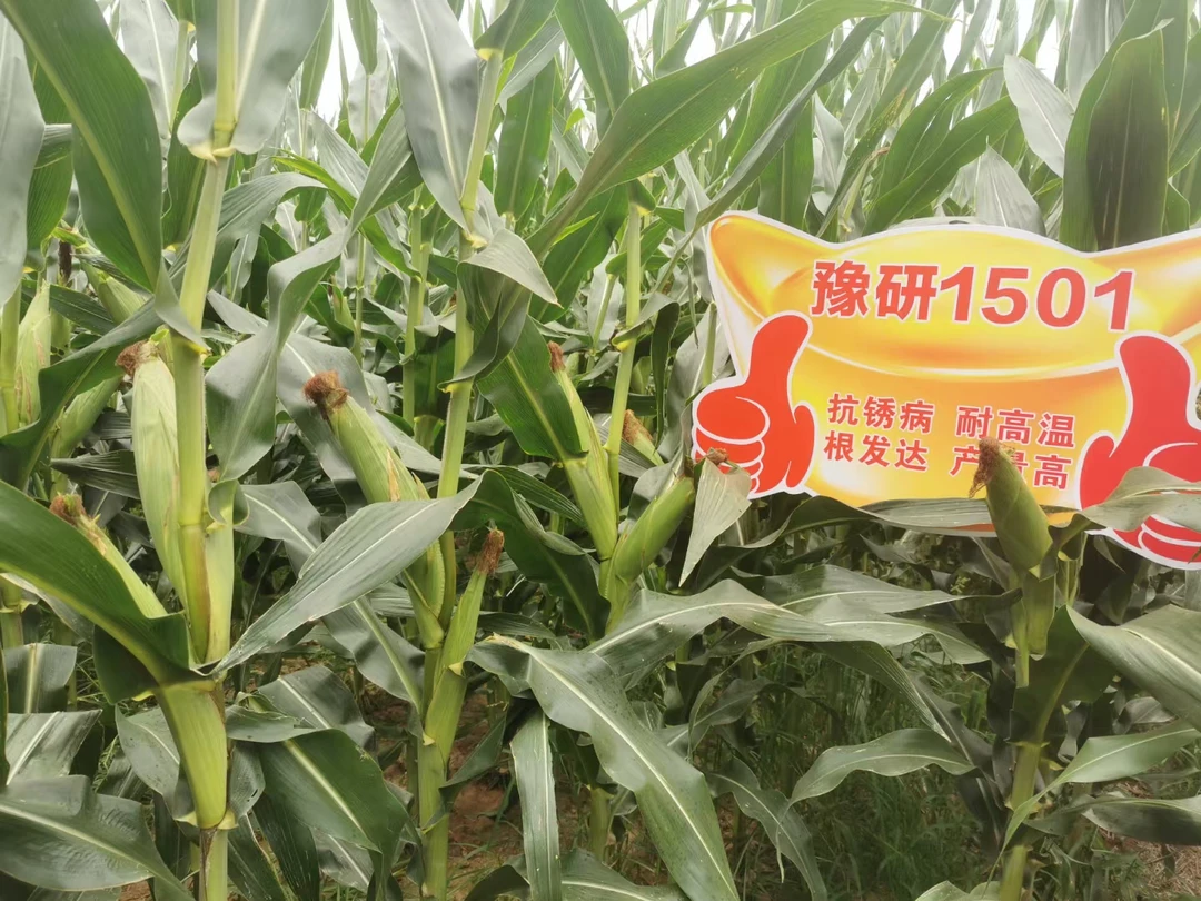红轴大棒豫研1501玉米