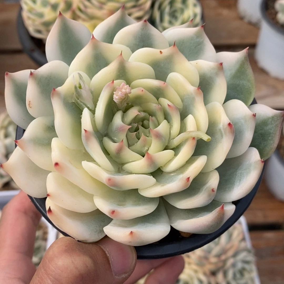 吉娃娃锦多肉植物