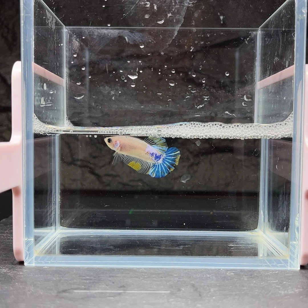 海胆宙斯斗鱼竞拍11-21