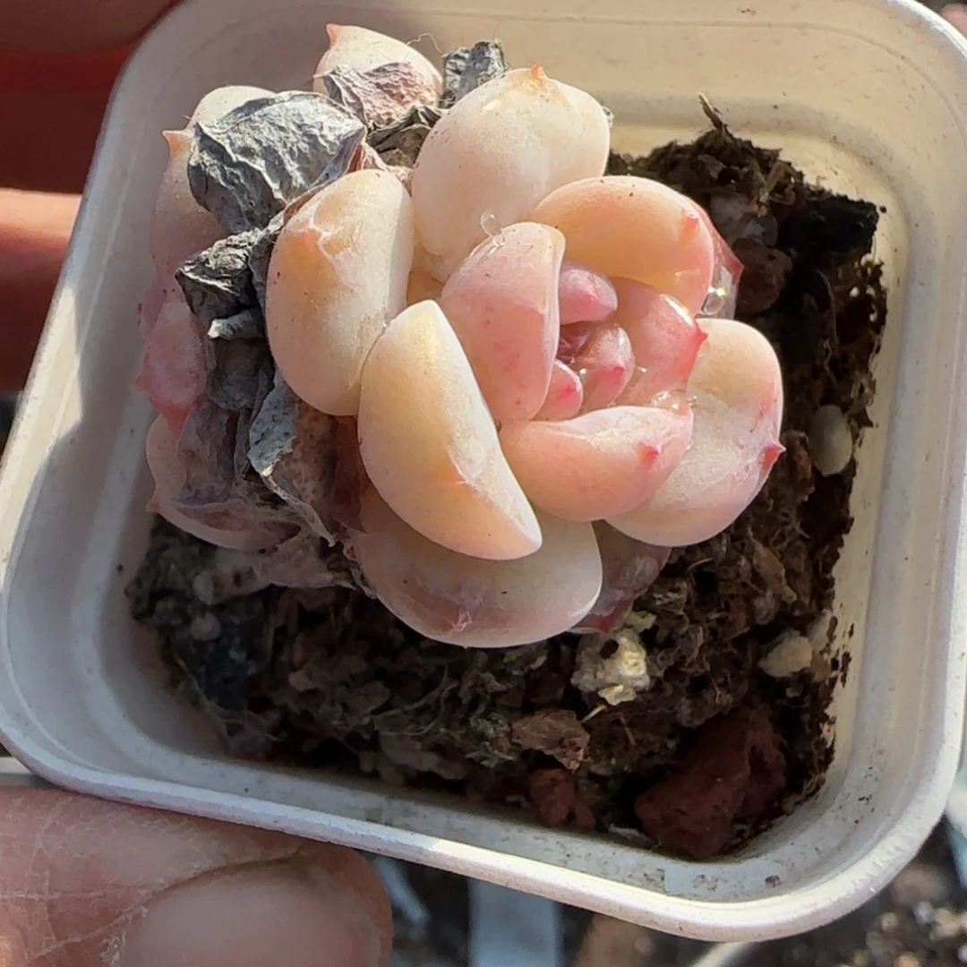 多肉小卡拉米糖心一物一拍