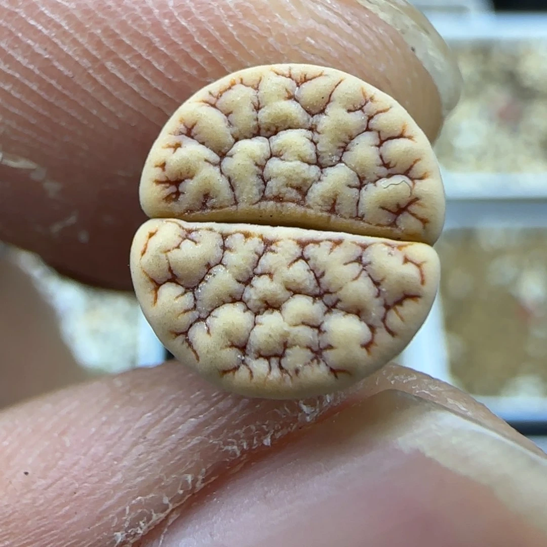 287 生石花大棚直播