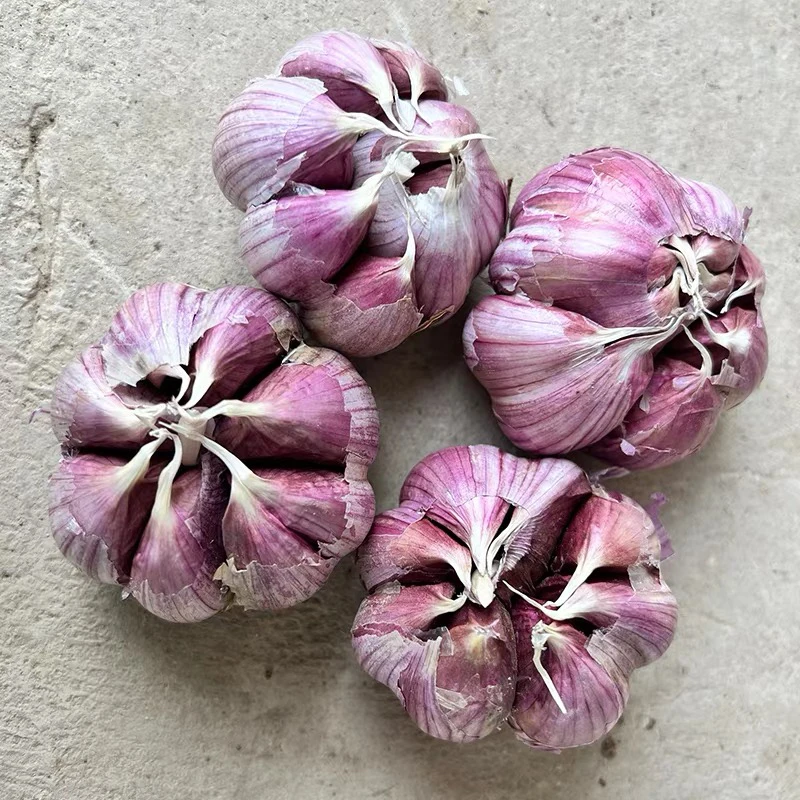 云南紫皮大蒜新干蒜农家香（可吃可种）