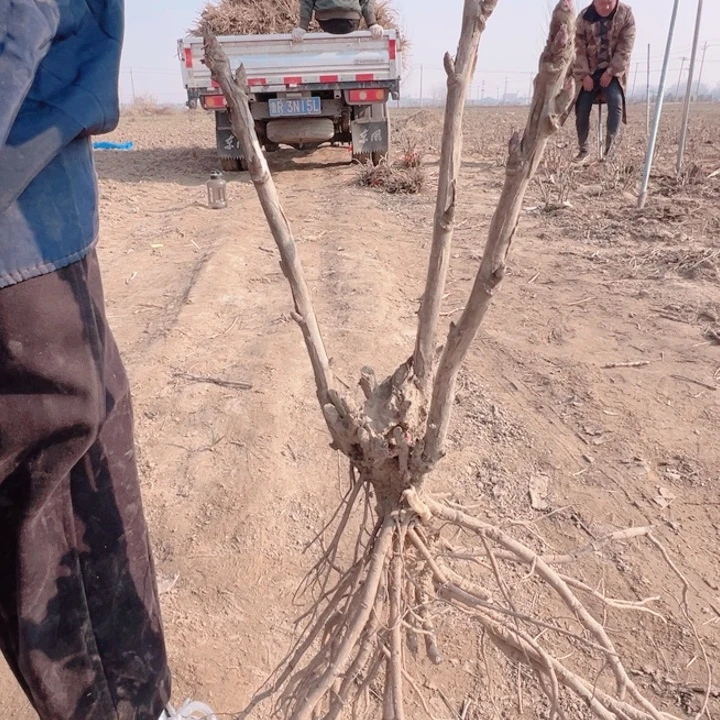 当前无花栽培后可以开花岛津