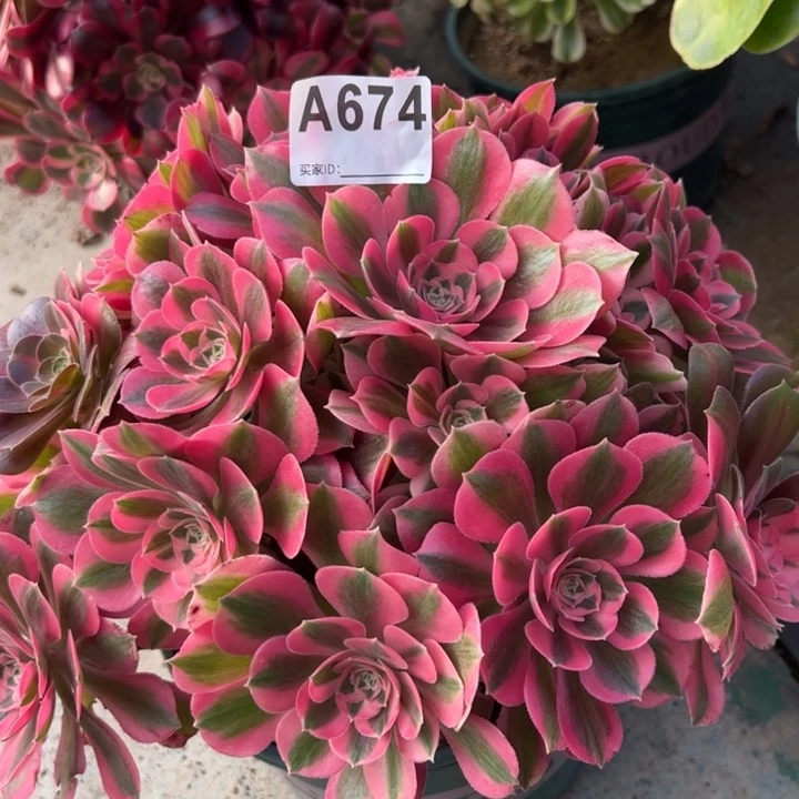 674女巫25厘米左右