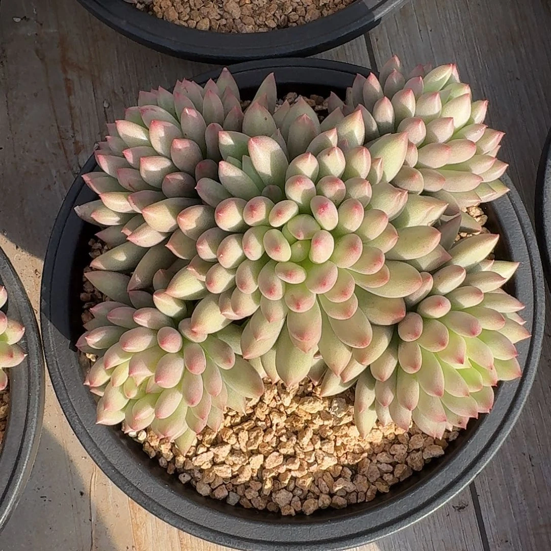 岩渍整无砍群生多肉