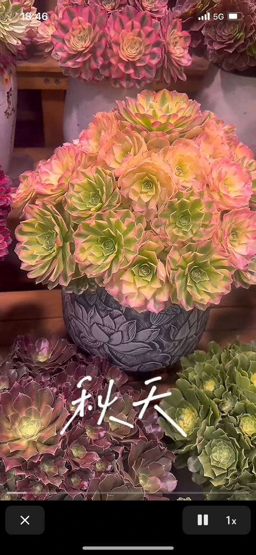 多肉植物雨何法师