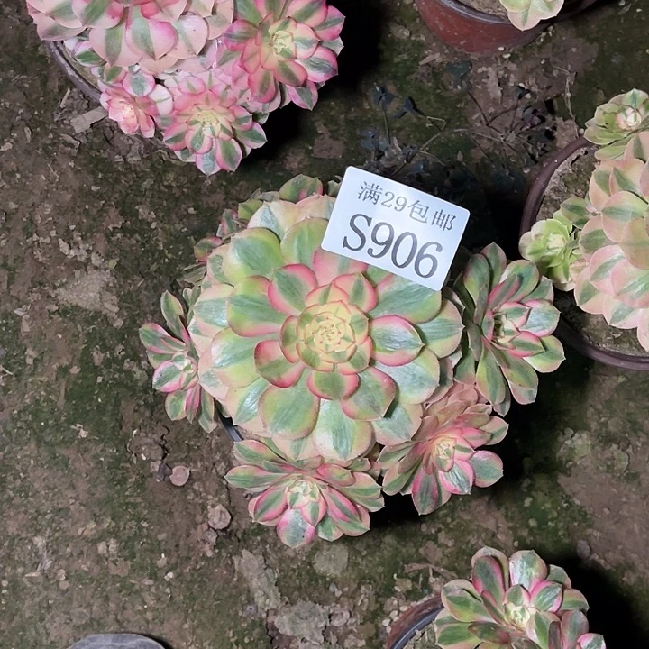 906万白多肉植物