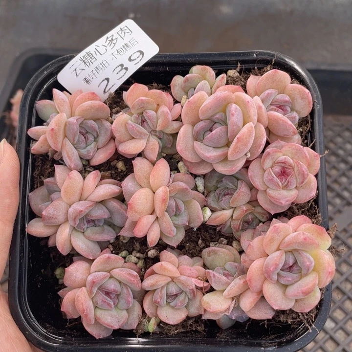 云糖心多肉植物239
