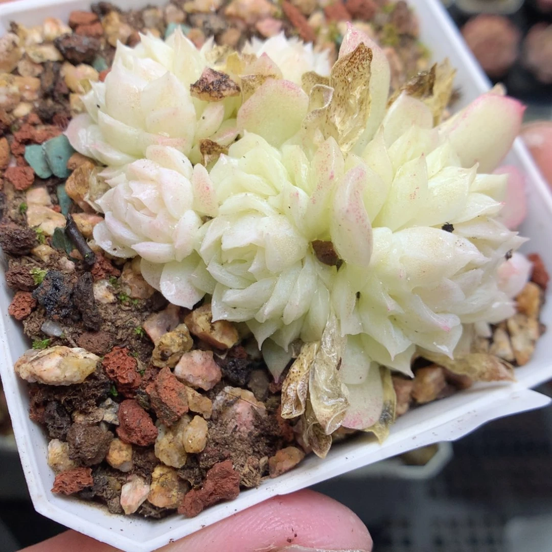 A40y y y y y y y y yy y