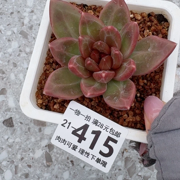 迷雾泡泡无盆土发货无盆土发货无